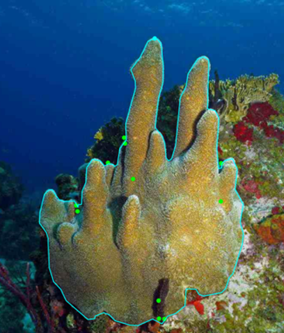 Annotated coral image with a traced model boundary and data points